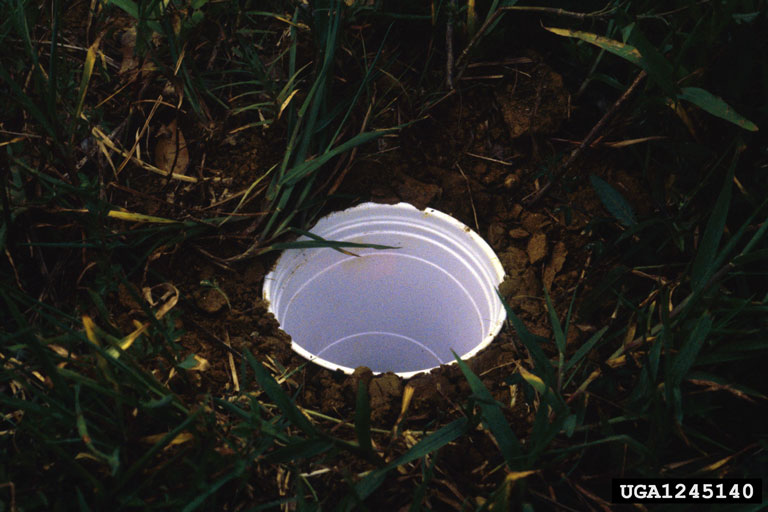 A cup buried into the ground.
